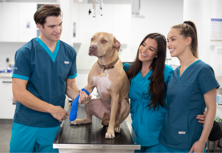 Top 5 Reasons Veterinarians Choose Mediscrubs