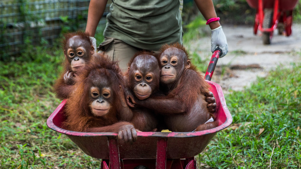 Update on Borneo Orangutan Survival (BOS) Australia