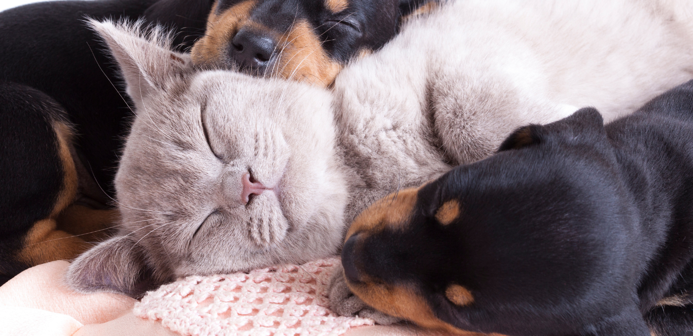 International Animal Rights Day 2021