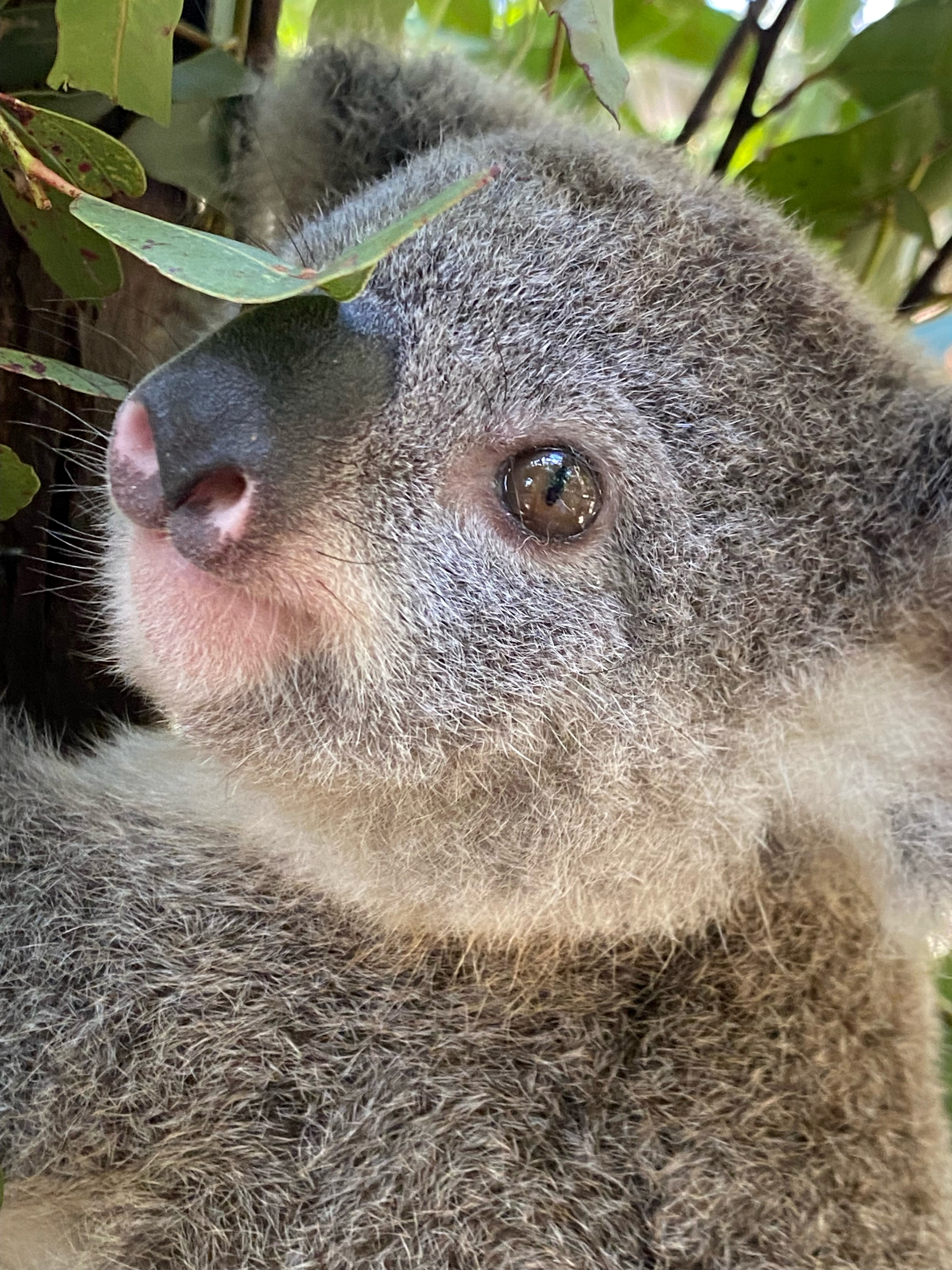 Save the Koala Month (& Day!) 