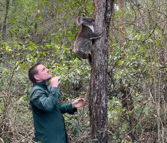 Currumbin Wildlife Hospital: Saving Endangered Koalas with the Help of Mediscrubs